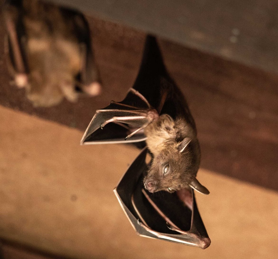 Wildlife-Bats in Dayton